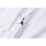 Travis Scott Cactus Jack x Sp5der Days Before Rodeo Tee White - Image 5